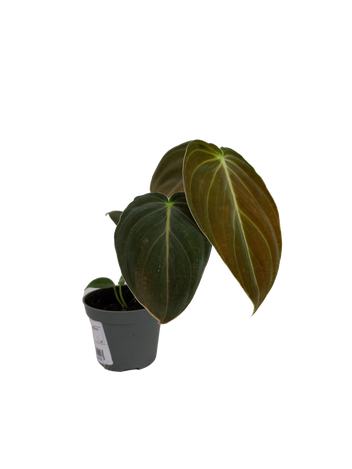 Filodendron Melanochrysum (Philodendron Melanochrysum)