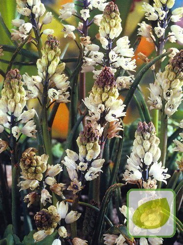 Szafirek (Muscari) Bellevalia Romana