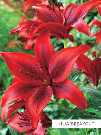 Zestaw Lilie Azjatyckie