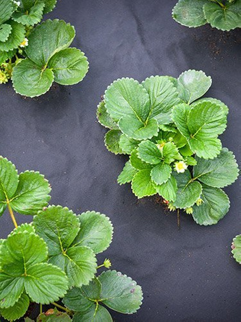 Agrowłóknina dual agro mini rolka 1,6x20m