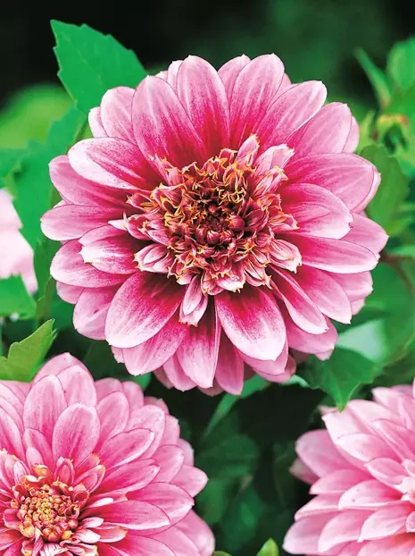 Dalia (Dahlia) 'Pole Position'