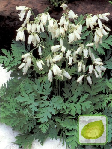 Serduszka (Dicentra) Formosa Alba