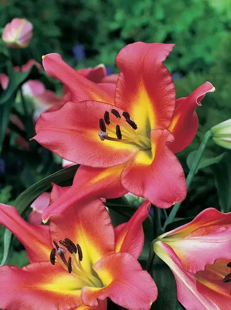 Lilia Drzewiasta ( Lilium ) ' Satisfaction ' 1 szt.