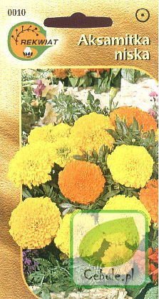 Nasiona Aksamitka Karłowa Calando - Tagetes