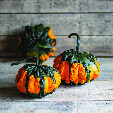 Dynia " Hoargarth F1 "