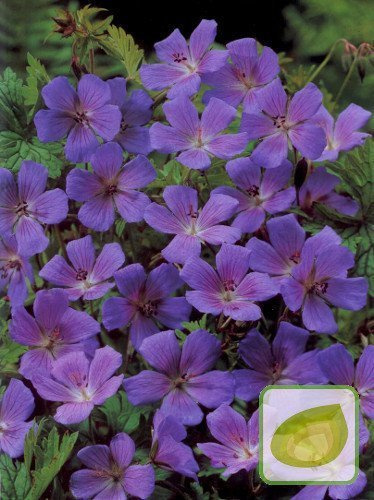 Bodziszek (Geranium) Gravetye