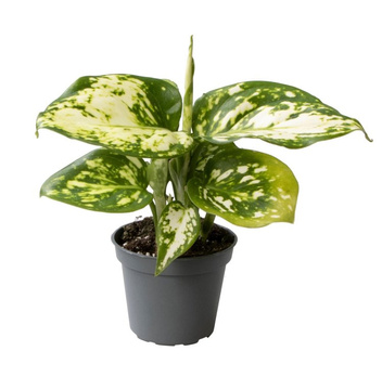 Aglonema (Aglaonema) Snowflake
