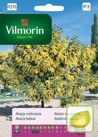 Nasiona Akacja srebrzysta - Acacia dealbata