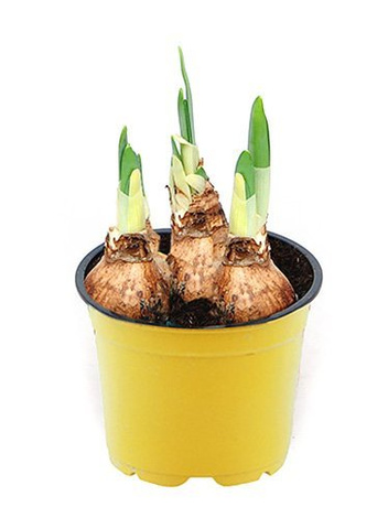 Narcyz trąbkowy żółty w doniczce śr. 12 cm