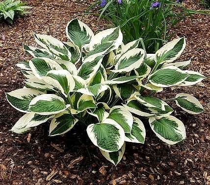 Funkia (Hosta) Patriot