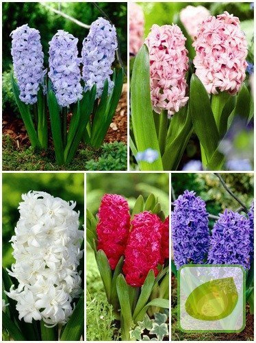 Zestaw Hiacynty Pełne