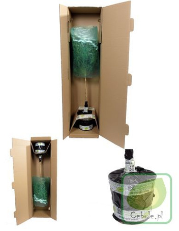 Drzewko Bonsai "Ligustrum" 20 cm wysokości w ceramicznej doniczce