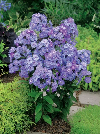 Floks (Phlox paniculata) 'Blue Boy'