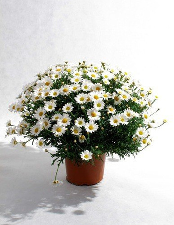Margerytka w Doniczce 40 - 50 cm wysokości HIT SEZONU