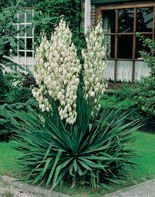 Nasiona Juka Ogrodowa - Jukka Filamentosa