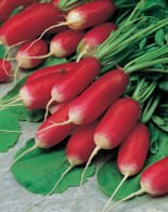 Nasiona Rzodkiew Podłużna Opolanka