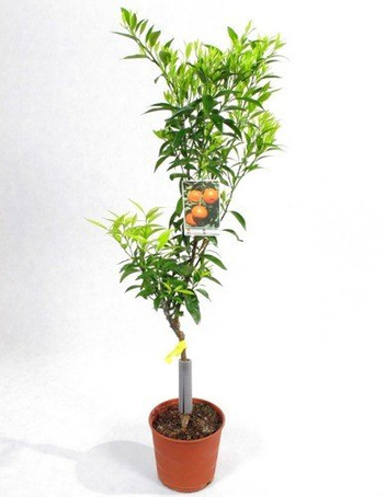 Drzewko Mandarynkowe w Doniczce 120 cm wysokości