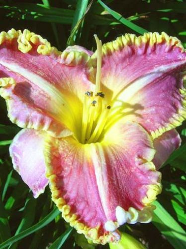 Liliowiec (Hemerocallis) Clothed in Glory