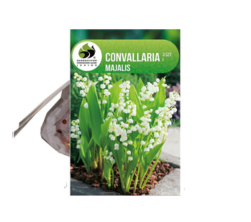 Konwalia majowa (Convallaria majalis) 3 szt.
