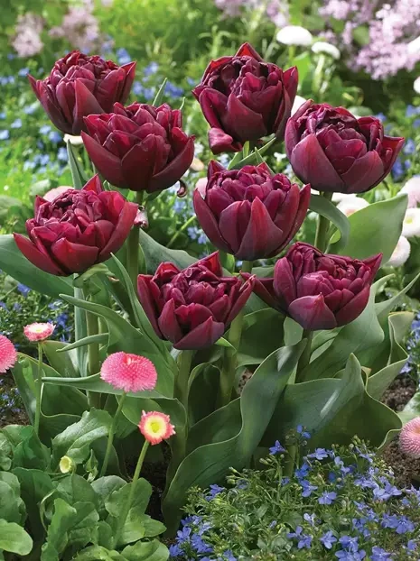 Tulipan Pełny Późny (Tulipa) 'Alison Bradley' 5 szt.
