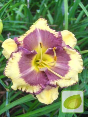 Zestaw Ekskluzywne Liliowce