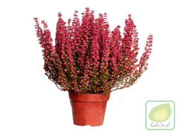 Wielkie Sadzonki w doniczkach Wrzos 30 cm wysokosci