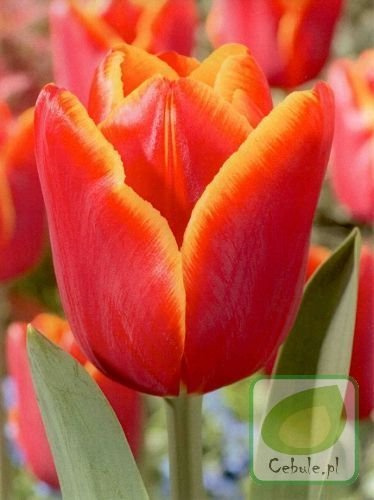 Tulipan Laura Fygi 11/12