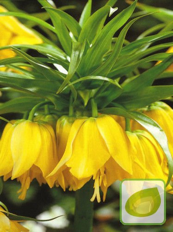 Zestaw Dostojne Szachownice