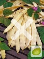 Nasiona Fasola Goldmarie Tyczna Szparagowa Mamut