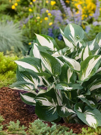 Funkia (Hosta) 'Pin-Up' 1 szt.