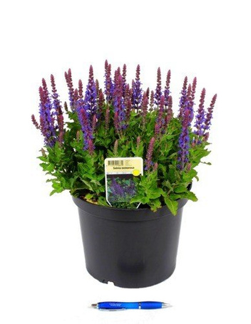 Szałwia BARDZO DUŻA KWITNĄCA SADZONKA 40 cm wysokości