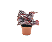 Peperomia 'Quito' (Peperomia caperata ‘Quito’)