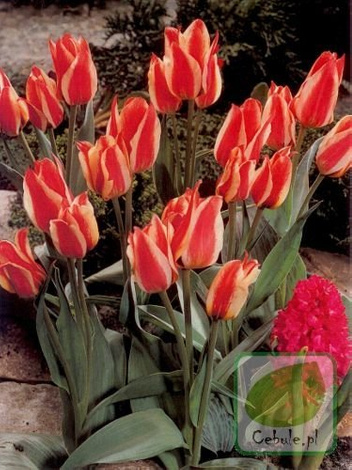 Tulipan Sylvia Warder 11/12