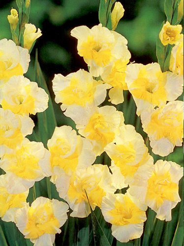 Mieczyk (Gladiolus) 'Buggy'