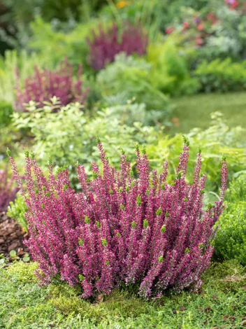 Wrzos Różowy (Calluna) w doniczce 9 cm. - 1 szt.