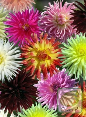 Dalie Kaktusowe MEGA MIX