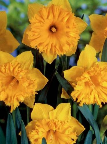 Narcyz Eclatant 4szt.