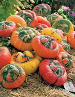 Nasiona Dynia Ozdobna Sułtański Turban