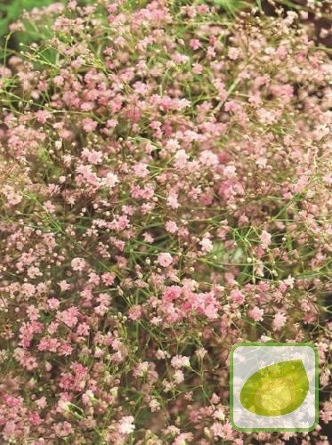 Gipsówka (Gypsophylla) Pink