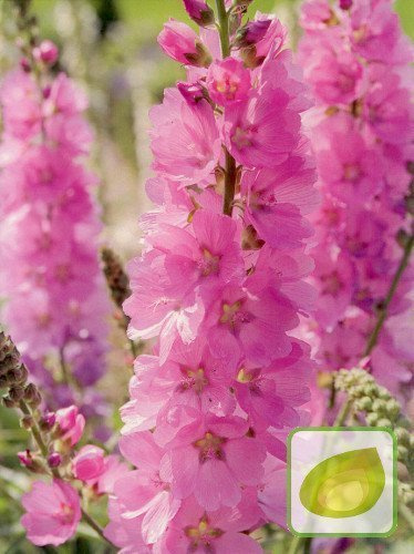 Ślazownik (Sidalcea) Party Girl