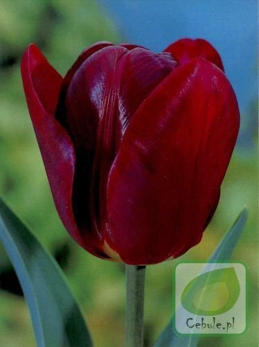 Tulipan Jan Reus 11/12 .