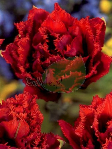 Tulipan MAROON 11/12