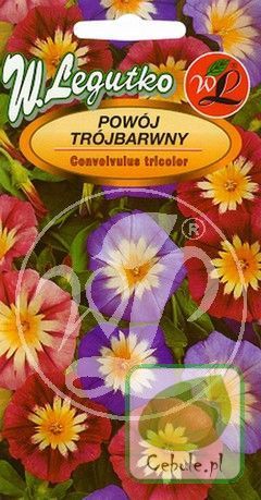 Nasiona Powój Trójbarwny Mieszanka