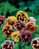 Nasiona Bratek Rokoko Mieszanka Kolorów