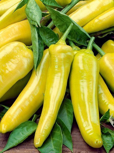 Nasiona Papryka ostra Hungarian yellow wax