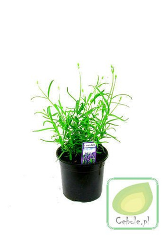 Lawenda Zioło w Doniczce Duże Sadzonki 3 szt.