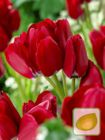 Zestaw Tulipany Bukietowe Club