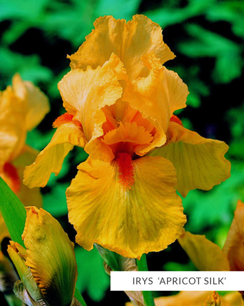 Kolekcja Ekskluzywne Kosaćce Bródkowe powtarzające kwitnienie