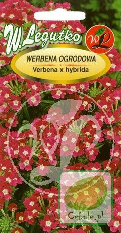Nasiona Werbena Różowa Z Białym Środkiem - Verbena