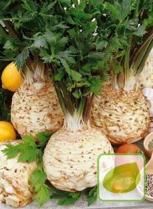 Nasiona Seler Edward Korzeniowy